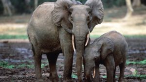 luxury India tour packages from usa ,best kerala luxury tour packages from USA 